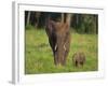 African Elephant and Calf in Grass-DLILLC-Framed Photographic Print