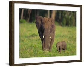 African Elephant and Calf in Grass-DLILLC-Framed Photographic Print