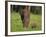 African Elephant and Calf in Grass-DLILLC-Framed Photographic Print