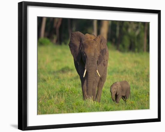 African Elephant and Calf in Grass-DLILLC-Framed Photographic Print