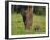 African Elephant and Calf in Grass-DLILLC-Framed Photographic Print