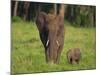 African Elephant and Calf in Grass-DLILLC-Mounted Photographic Print