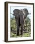 African Elephant Approach Full Bleed-Martin Fowkes-Framed Giclee Print