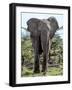 African Elephant Approach Full Bleed-Martin Fowkes-Framed Giclee Print