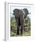 African Elephant Approach Full Bleed-Martin Fowkes-Framed Giclee Print