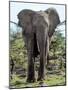 African Elephant Approach Full Bleed-Martin Fowkes-Mounted Giclee Print