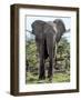 African Elephant Approach-Martin Fowkes-Framed Giclee Print