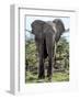 African Elephant Approach-Martin Fowkes-Framed Giclee Print