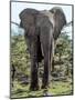 African Elephant Approach-Martin Fowkes-Mounted Giclee Print