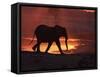 African Elephant, at Sunset Chobe National Park, Botswana-Tony Heald-Framed Stretched Canvas