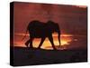 African Elephant, at Sunset Chobe National Park, Botswana-Tony Heald-Stretched Canvas