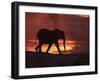 African Elephant, at Sunset Chobe National Park, Botswana-Tony Heald-Framed Photographic Print