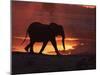 African Elephant, at Sunset Chobe National Park, Botswana-Tony Heald-Mounted Photographic Print