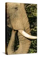 African Elephant at Sunset, Kruger National Park, South Africa-Paul Souders-Stretched Canvas