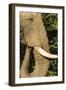 African Elephant at Sunset, Kruger National Park, South Africa-Paul Souders-Framed Photographic Print