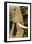 African Elephant at Sunset, Kruger National Park, South Africa-Paul Souders-Framed Photographic Print