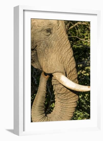 African Elephant at Sunset, Kruger National Park, South Africa-Paul Souders-Framed Photographic Print