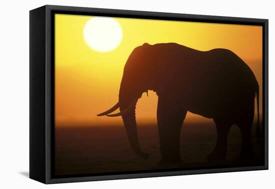 African Elephant at Sunset-null-Framed Stretched Canvas