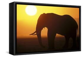 African Elephant at Sunset-null-Framed Stretched Canvas