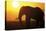 African Elephant at Sunset-null-Stretched Canvas