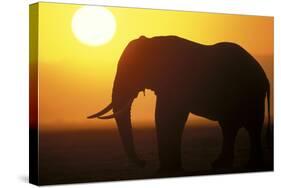 African Elephant at Sunset-null-Stretched Canvas