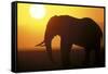 African Elephant at Sunset-null-Framed Stretched Canvas