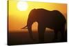 African Elephant at Sunset-null-Stretched Canvas
