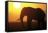 African Elephant at Sunset-null-Framed Stretched Canvas