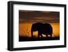 African Elephant at Sunset-Hal Beral-Framed Photographic Print