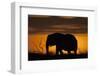 African Elephant at Sunset-Hal Beral-Framed Photographic Print