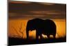 African Elephant at Sunset-Hal Beral-Mounted Photographic Print