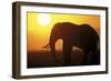 African Elephant at Sunset-null-Framed Photographic Print