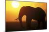 African Elephant at Sunset-null-Mounted Photographic Print