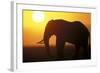 African Elephant at Sunset-null-Framed Photographic Print