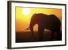 African Elephant at Sunset-null-Framed Photographic Print