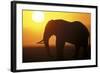 African Elephant at Sunset-null-Framed Photographic Print