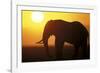 African Elephant at Sunset-null-Framed Photographic Print