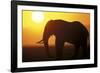 African Elephant at Sunset-null-Framed Photographic Print