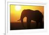 African Elephant at Sunset-null-Framed Photographic Print