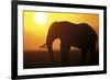 African Elephant at Sunset-null-Framed Photographic Print