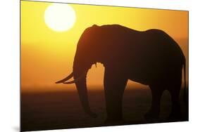 African Elephant at Sunset-null-Mounted Photographic Print