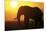 African Elephant at Sunset-null-Mounted Photographic Print