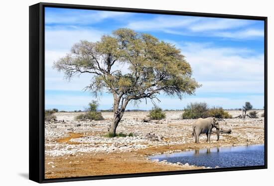 African Elephant at Water Pool in Etosha National Park-Checco-Framed Stretched Canvas