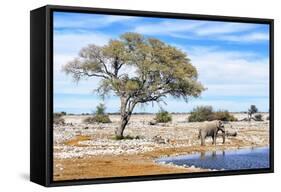 African Elephant at Water Pool in Etosha National Park-Checco-Framed Stretched Canvas