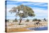 African Elephant at Water Pool in Etosha National Park-Checco-Stretched Canvas