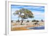 African Elephant at Water Pool in Etosha National Park-Checco-Framed Photographic Print