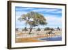 African Elephant at Water Pool in Etosha National Park-Checco-Framed Photographic Print