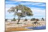 African Elephant at Water Pool in Etosha National Park-Checco-Mounted Photographic Print