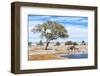 African Elephant at Water Pool in Etosha National Park-Checco-Framed Photographic Print