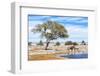 African Elephant at Water Pool in Etosha National Park-Checco-Framed Photographic Print